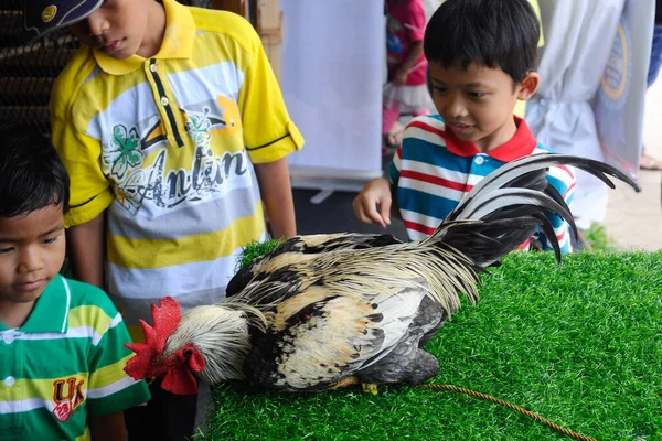 Serdang Malaysia Dezember 2016 Kinder Spielen Fröhlich Mit Dem Hahn — Stockfoto