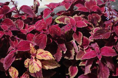 PUTRAJAYA, MALAYSIA - 30 Mayıs 2016: Putrajaya, Malezya 'daki Floria Garden' da Coleus çiçekleri. 