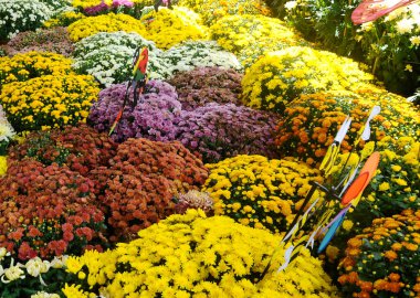 Putrajaya, Malezya-30 Mayıs 2016: kasımpatı çiçekleri çeşitli tür ve ekili Putrajaya, Malezya Floria bahçede büyür.