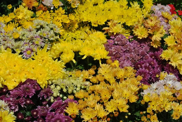 Putrajaya Malaysia May 2016 Various Species Chrysanthemum Flowers Planted Grows — Stock Photo, Image