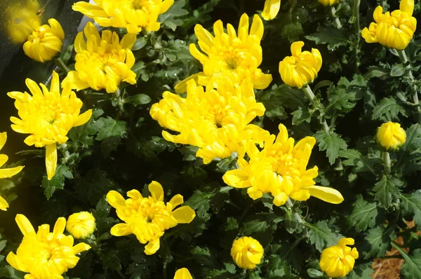 Putrajaya Malaysia Mai 2016 Verschiedene Chrysanthemenarten Die Floria Garden Putrajaya — Stockfoto