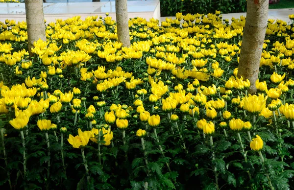 Putrajaya Malaysia May 2016 Various Species Chrysanthemum Flowers Planted Grows — Stock Photo, Image