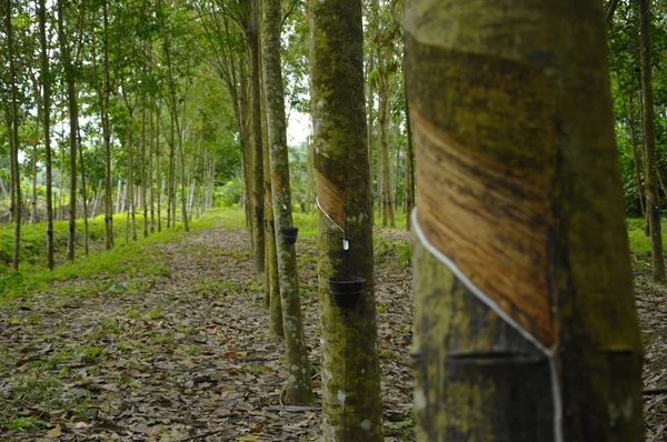 Hevea brasiliensis or Rubber Tree in Malaysia — Stock Photo, Image