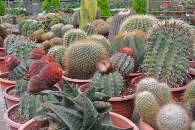 Cameron Highland Malezya tencerede kaktüs