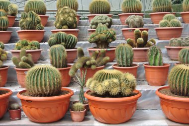 Cameron Highland Malezya tencerede kaktüs