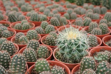 Cameron Highland Malezya tencerede kaktüs