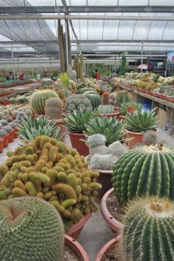 Cameron Highland Malezya tencerede kaktüs