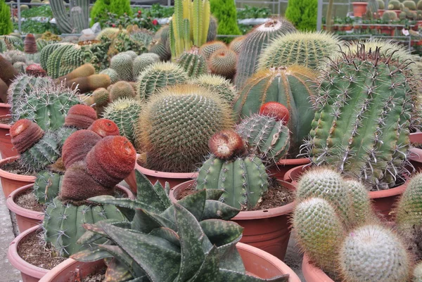 Cactus in the pot in Cameron Highland Malaysia — Stock Photo, Image