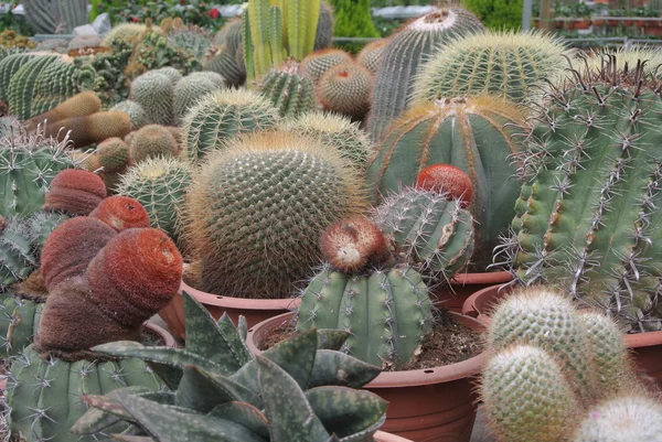 Cactus in the pot in Cameron Highland Malaysia — Stock Photo, Image