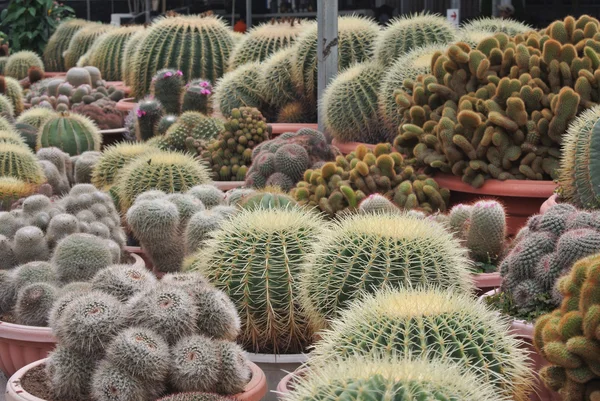 Cactus in the pot in Cameron Highland Malaysia — Stock Photo, Image