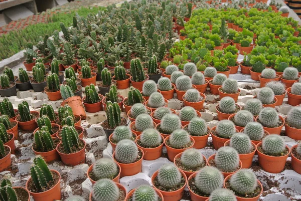 Cactus in the pot in Cameron Highland Malaysia — Stock Photo, Image