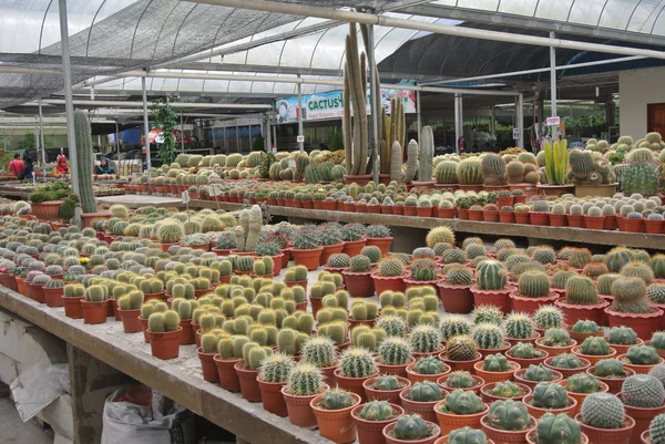 Cactus in de pot in Cameron Highland Maleisië — Stockfoto