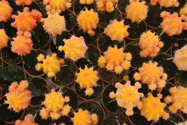 Cactus in the pot in Cameron Highland Malaysia — Stock Photo, Image