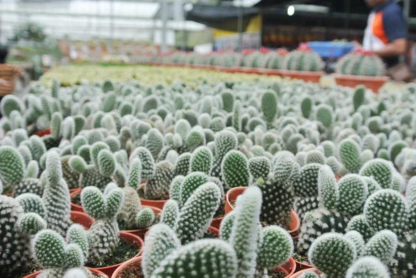 Cactus in the pot in Cameron Highland Malaysia — Stock Photo, Image