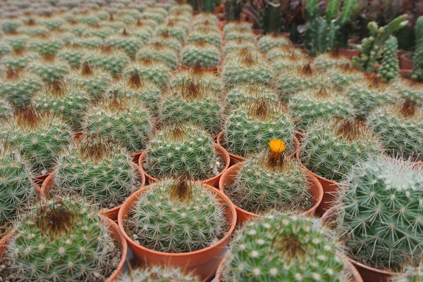 Cactus in the pot in Cameron Highland Malaysia — Stock Photo, Image