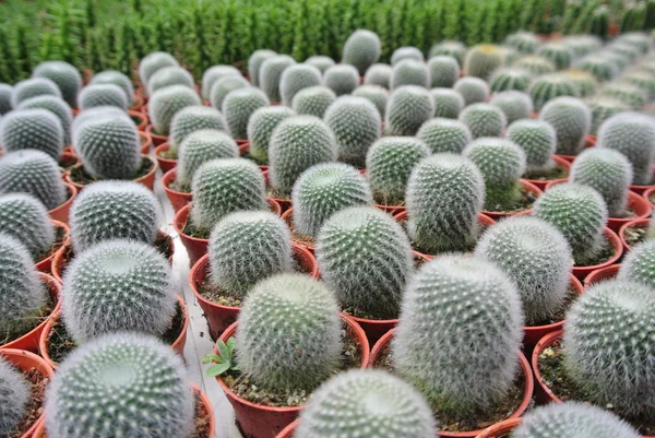 Cactus in the pot in Cameron Highland Malaysia — Stock Photo, Image