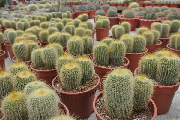 Cactus in the pot in Cameron Highland Malaysia — Stock Photo, Image