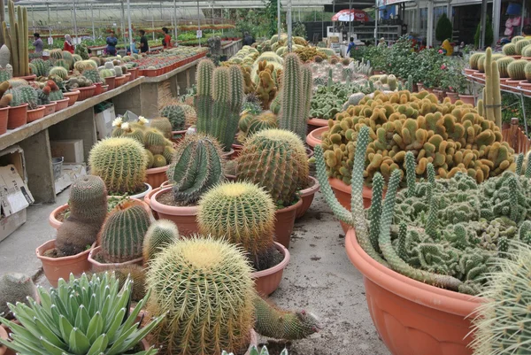 Cactus in the pot in Cameron Highland Malaysia — Stock Photo, Image