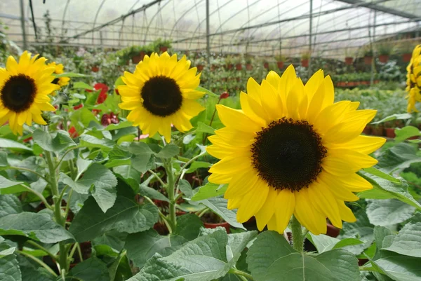 Sunflower farm in Cameron Highland Malaysia — Stock Photo, Image