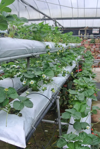 Fraise moderne ferme dans Cameron Highland Malaisie — Photo