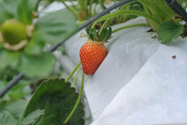 Modern Strawberry Farm in Cameron Highland Malaysia — Stock Photo, Image
