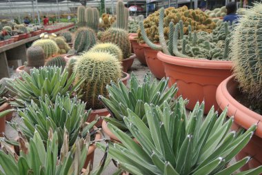 Kaktüs bitki Kreşler Cameron Highland Malezya