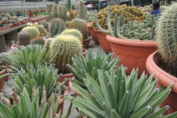 Cactus växt plantskolor i Cameron Highland Malaysia — Stockfoto