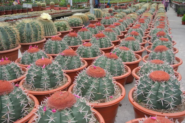 Cactus plant nurseries in Cameron Highland Malaysia — Stock Photo, Image