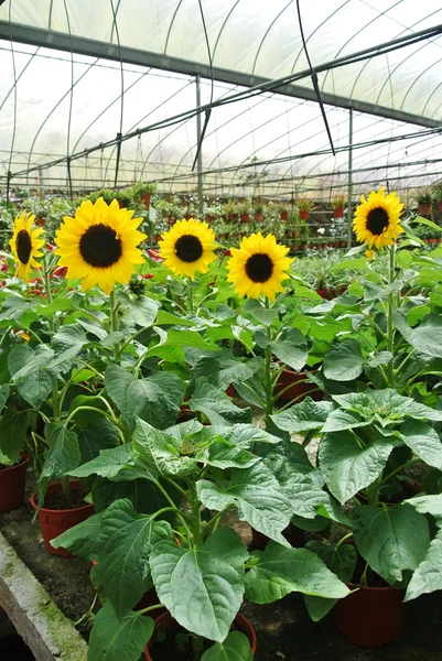 Solsikkefarmen Cameron Highland Malaysia – stockfoto