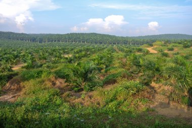 Hurma yağı Emlak plantasyon ağaçlarda Palm yağı