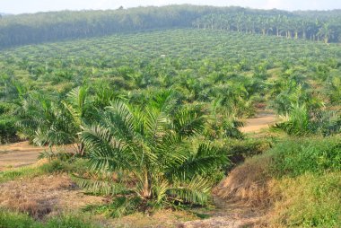 Hurma yağı Emlak plantasyon ağaçlarda Palm yağı