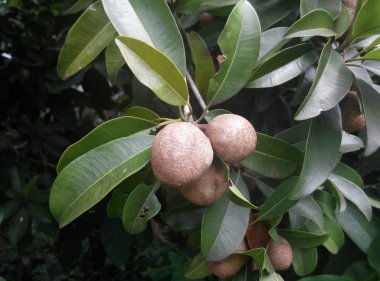 Ciku meyve ya da Manilkara zapota