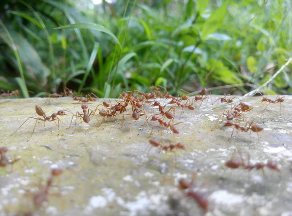 Колония красных муравьёв — стоковое фото