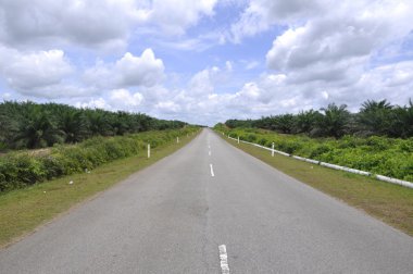 Yolun ortasında palm yağı Emlak