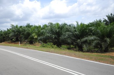 Hurma yağı Emlak ağacında Palm yağı