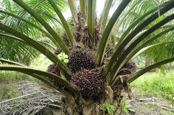 Manojos de frutas de aceite de palma en el árbol — Foto de Stock