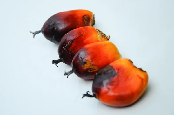 Grupo de sementes de óleo de palma — Fotografia de Stock