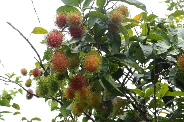 Fruta fresca de Rambutan - Nephelium lappaceum —  Fotos de Stock