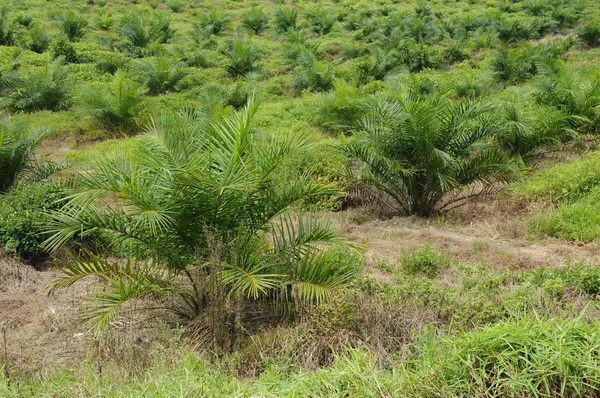Palmölbaum im Palmöl-Anwesen — Stockfoto