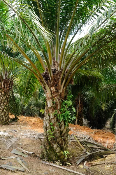 Oleju palmowego drzewo w oleju palmowego nieruchomości — Zdjęcie stockowe