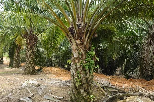 Palm Oil tree in palm oil estate