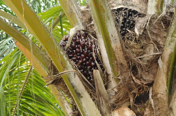 Manojos de frutas de aceite de palma — Foto de Stock