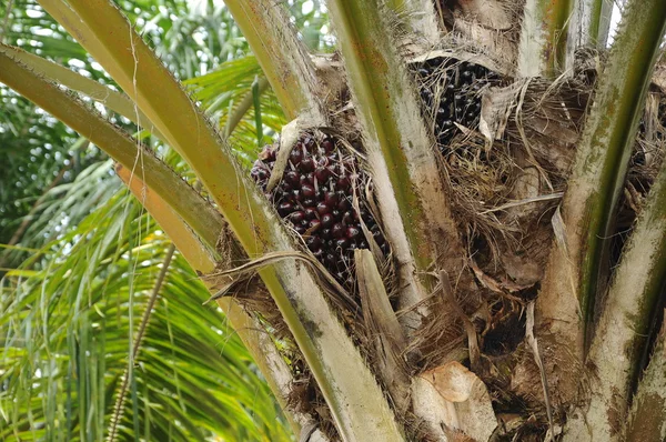 Bossen van palm oliehoudende vruchten — Stockfoto