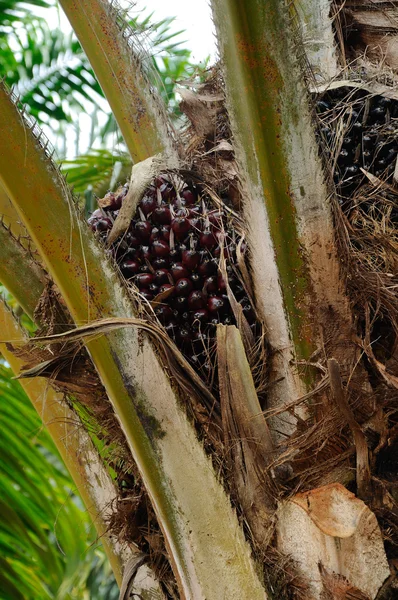 Manojos de frutas de aceite de palma — Foto de Stock