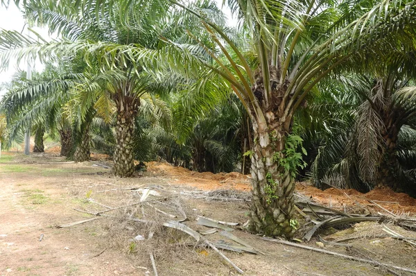 Palm Oil tree in palm oil estate — Stock Photo, Image