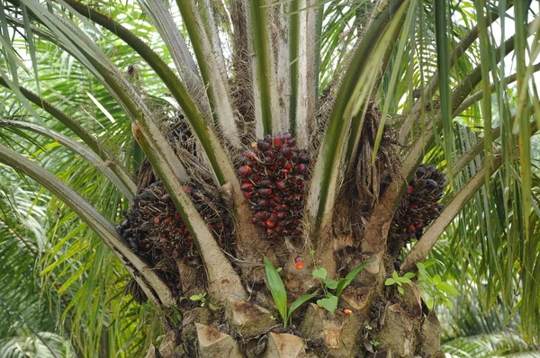 Trossen van palmolie vruchten op boom — Stockfoto