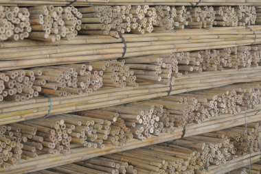 Genç ağaç desteklemek için bitki Kreş kullanımı kesilmiş bambu yığını.
