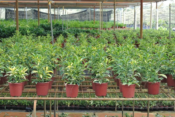 Varias flores y arbustos dentro del vivero — Foto de Stock