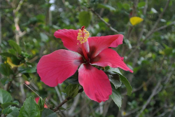 Hibiscus rosa-sinensis a.k.a Bunga Raya — Foto de Stock