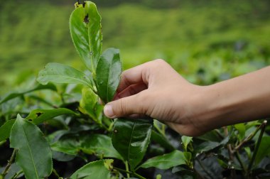 Çay yaprağı çay plantasyon, koparma çocuk yardım